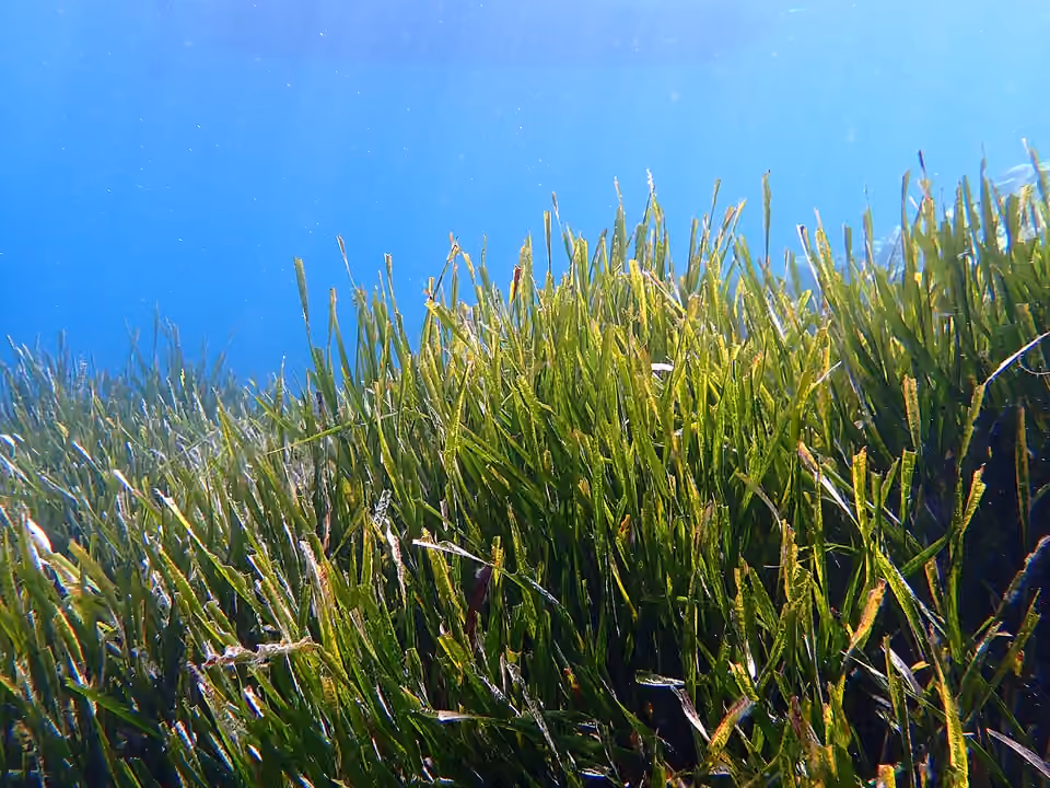 Un herbier sous-marin de posidonie en Méditerranée.