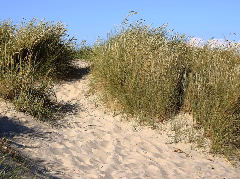 Dune blanche colonisée par l’oyat à Grenen, au Danemark.