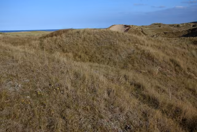 Dune grise stabilisée par la végétation et les lichens.