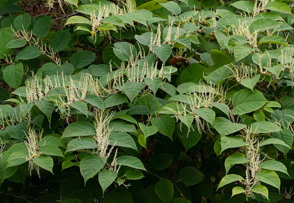 Massif de renouée du Japon dans un jardin à Brastad, en Suède.