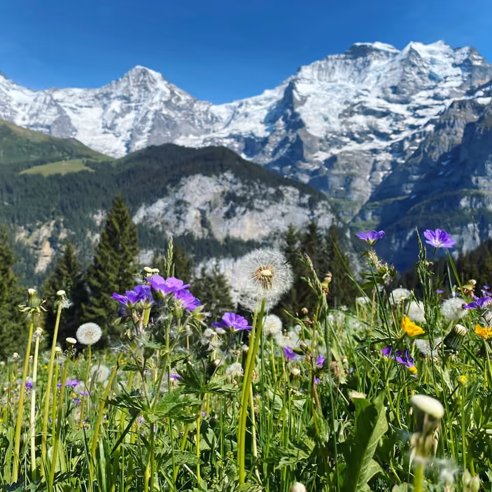 Fleurs de montagne dans la région du Gällihorn, près de Kandersteg en Suisse.