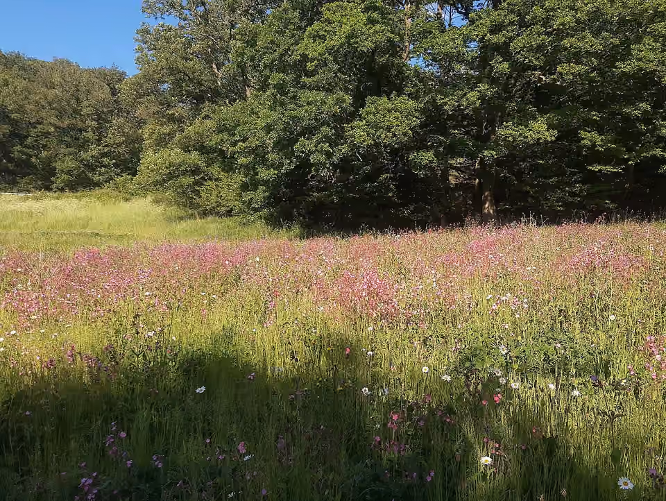 Prairie fleurie à Oberauroff, avec différentes fleurs parmi les herbes.