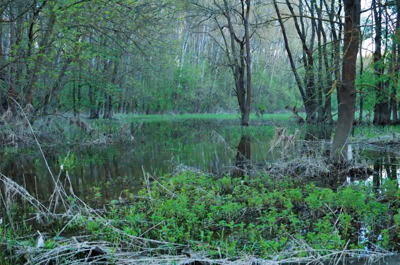 Forêt inondée au bord de la Morava au printemps.