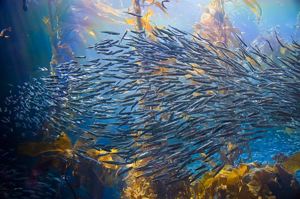 Poissons évoluant parmi de grandes algues d’une forêt sous-marine.