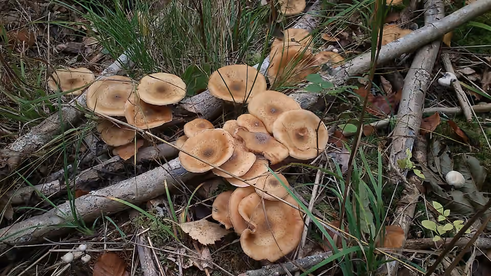 Champignons parmi les feuilles mortes dans la forêt de Marselisborg.