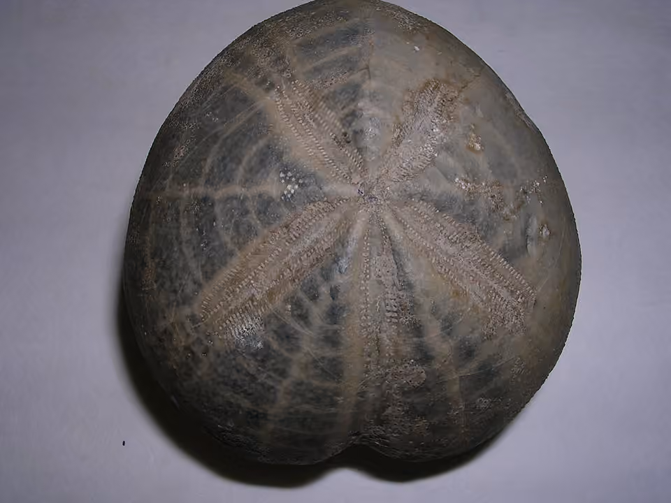 Test fossile d’un oursin du Crétacé photographié sur un fond clair.