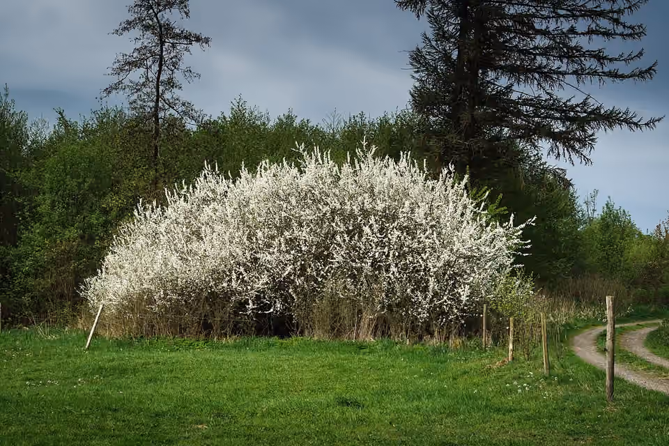 Fourré de prunelliers dans le massif du Vogelsberg, en Allemagne.