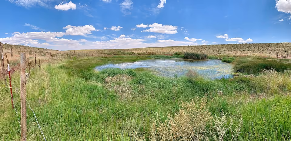Zone humide entourée de boisements dans la forêt nationale de Kaibab.