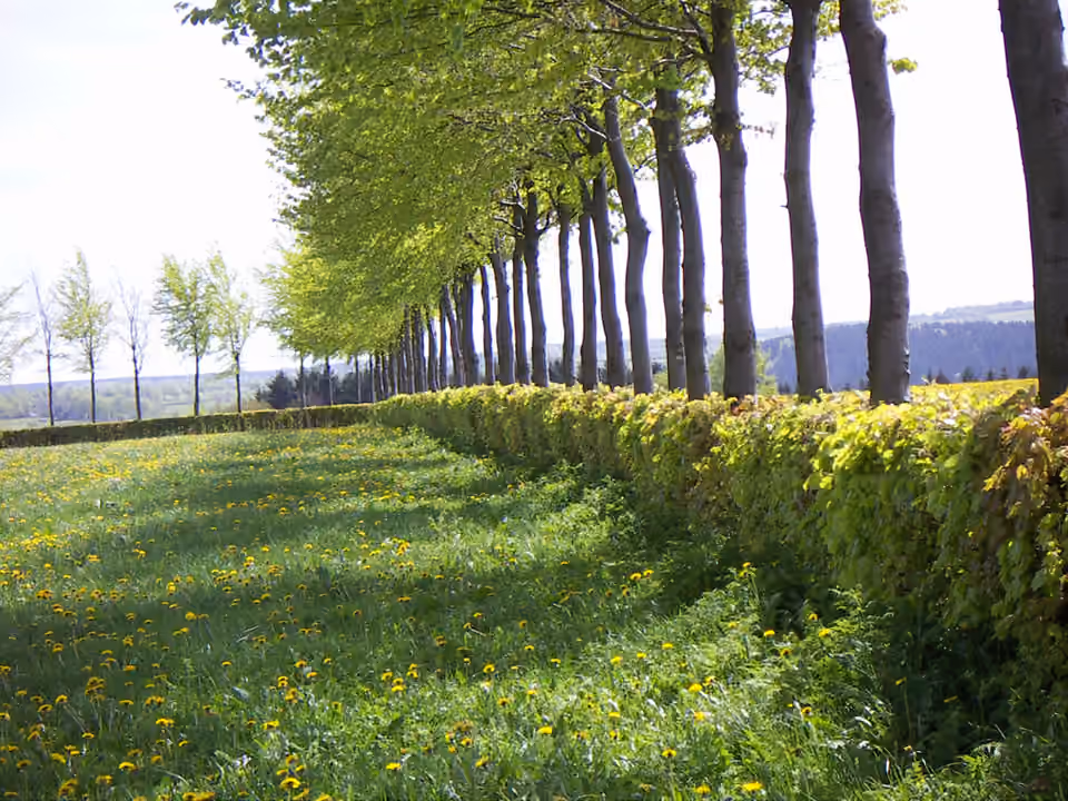 Haies de hêtres bordant des champs dans l’Eifel, avec des arbres laissés plus hauts.