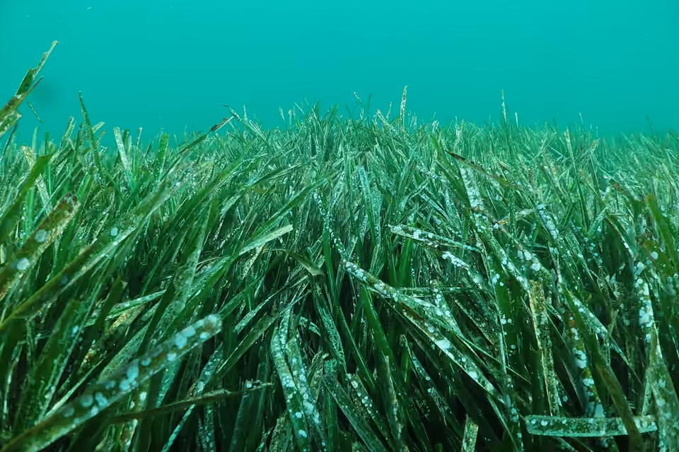 Herbier de posidonies observé sous l’eau dans la calanque de Sormiou, à Marseille.
