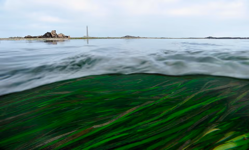 Herbier de zostères marines devant le phare de l’île Vierge.
