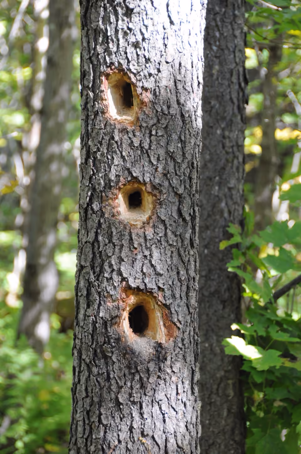 Trois cavités creusées par des pics dans un tronc d’arbre.