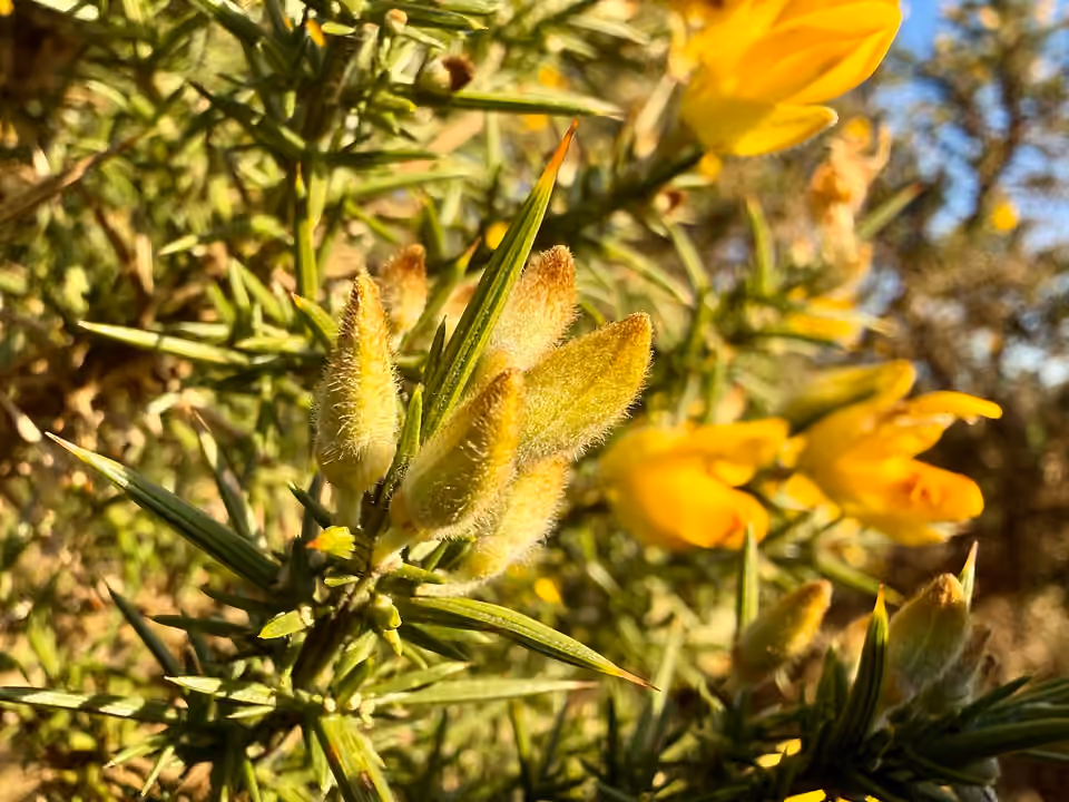 Fleurs jaunes et rameaux épineux d’ajonc d’Europe au Mynydd Carningli, au pays de Galles.