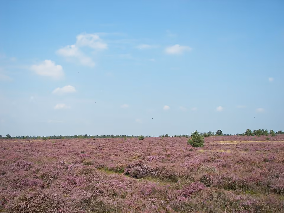 Lande de l’Osterheide près de Schneverdingen, couverte de végétation basse.