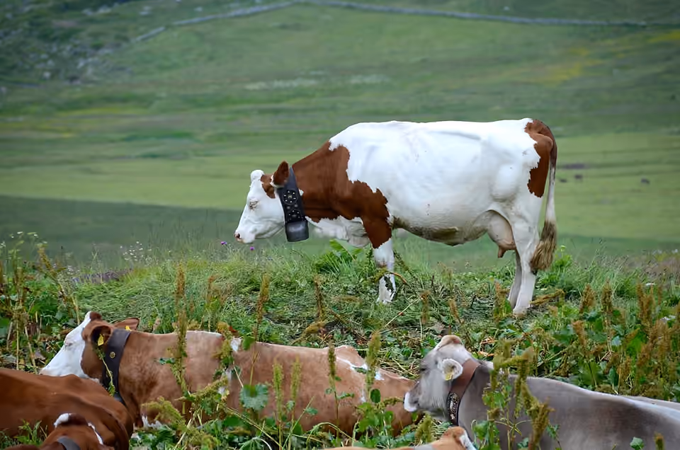 Vaches au pâturage dans un alpage du Valais suisse.