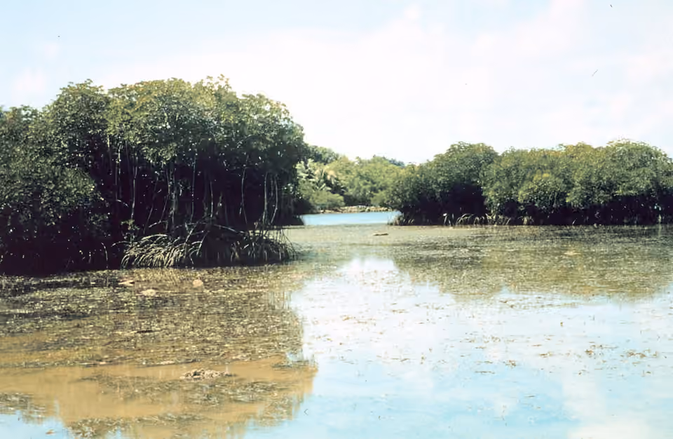 Lagune bordée de mangrove près de Yap.