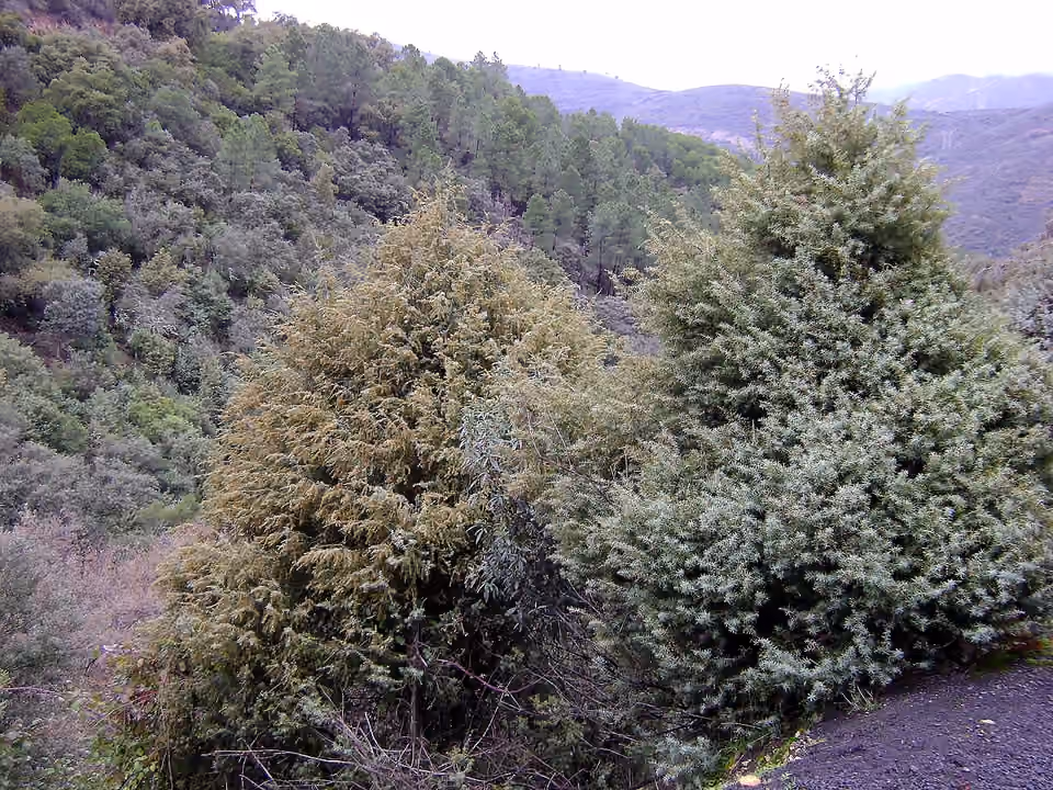 Genévriers cades dans leur habitat de la Sierra Madrona, en Espagne.