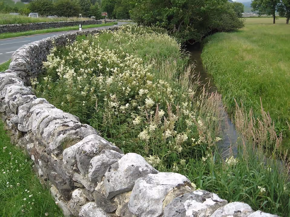Reine-des-prés en fleurs le long d’un ruisseau près de Conistone, dans le Yorkshire.