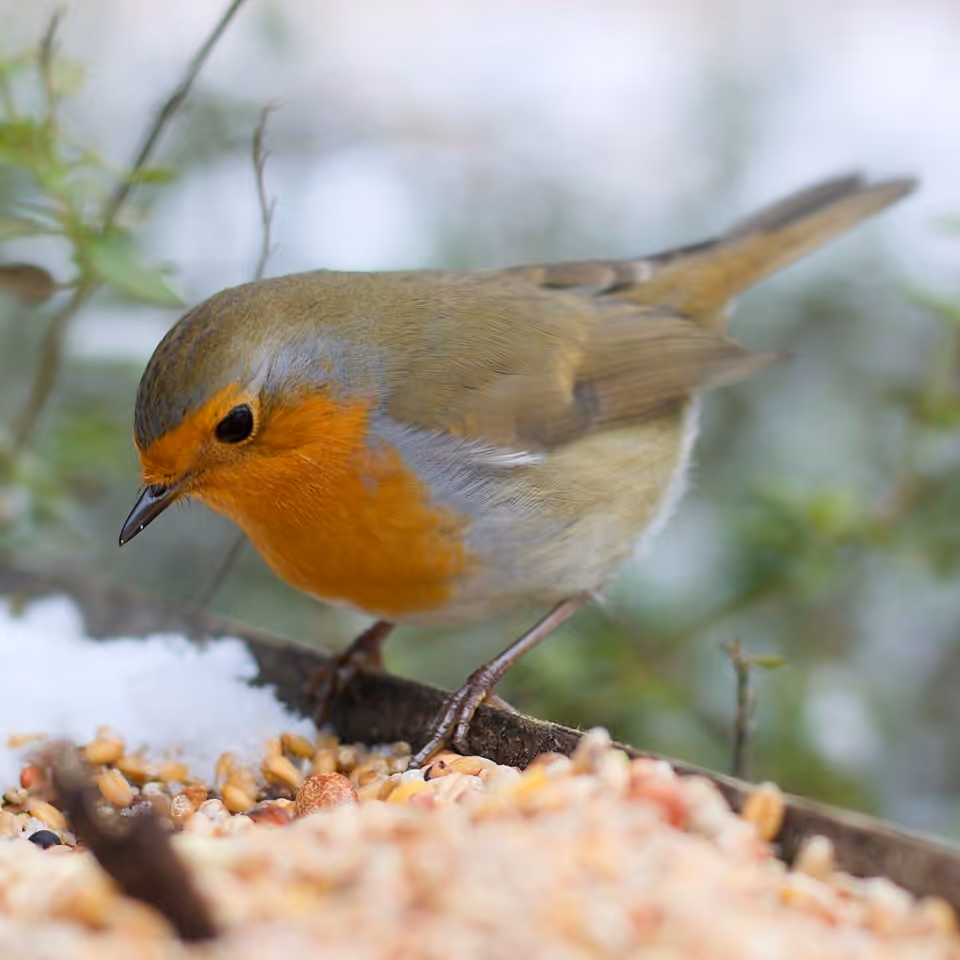 Rouge-gorge familier près d’une mangeoire de jardin.