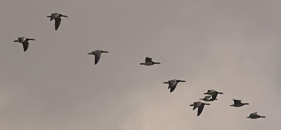 Groupe de bernaches nonnettes volant en formation dans le ciel.