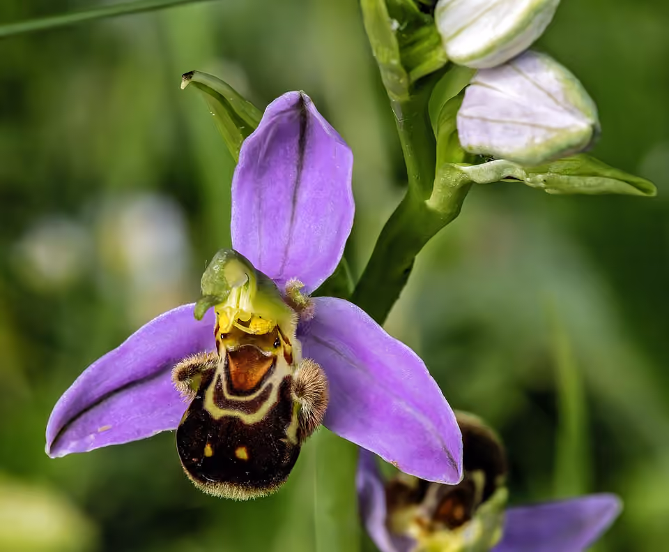 Fleur d’ophrys abeille photographiée à Villeneuve-lès-Bouloc.