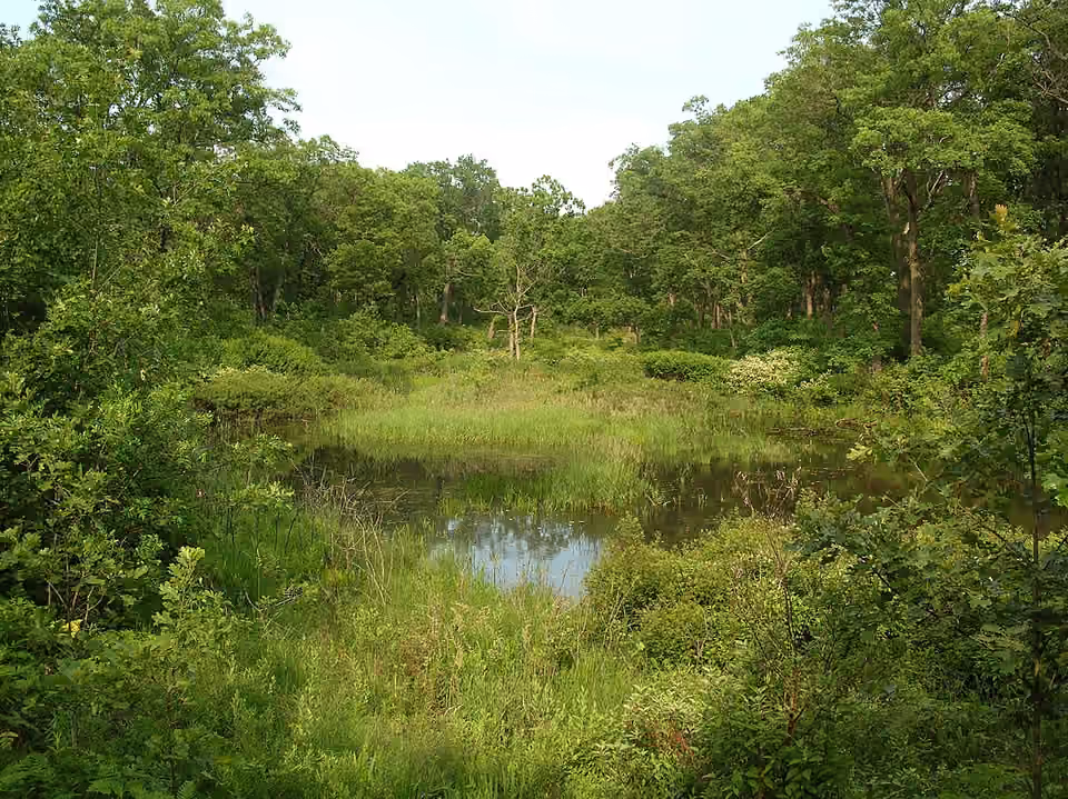 Dépression humide entre les dunes de Miller Woods, dans l’Indiana.
