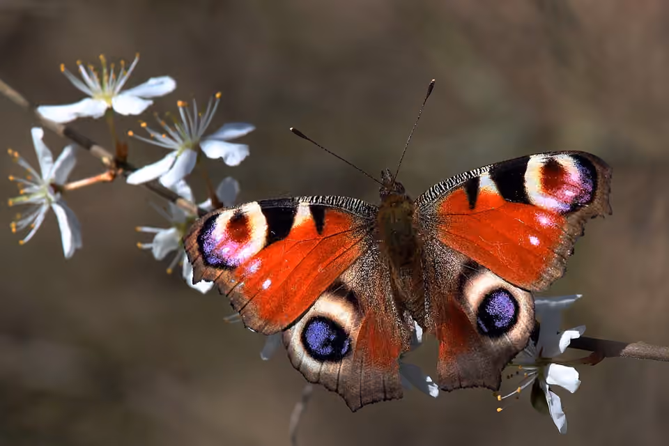 Papillon paon-du-jour aux ailes déployées sur un prunellier.