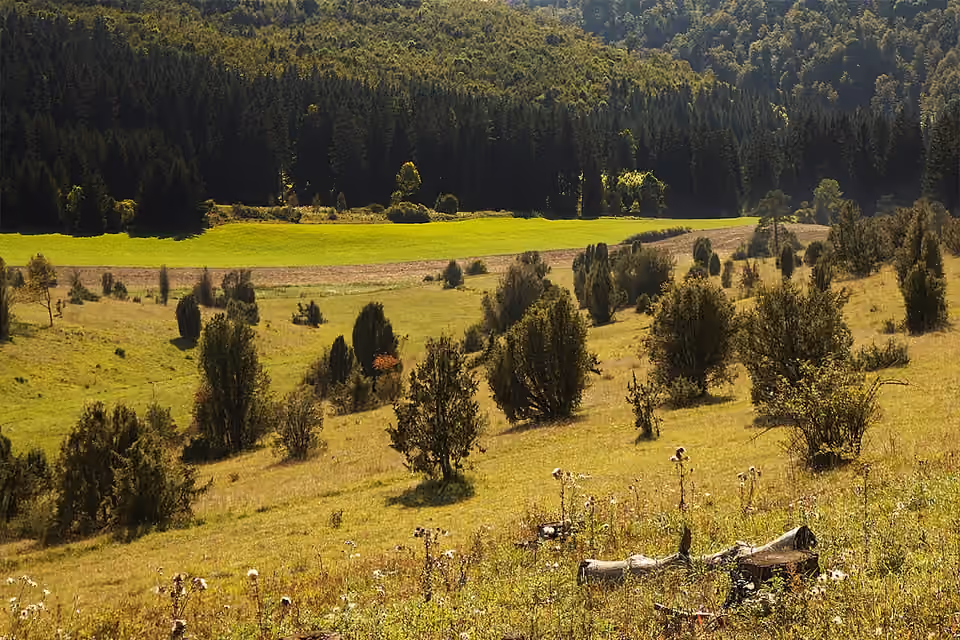 Pelouse calcaire du Digelfeld, dans le Jura souabe.