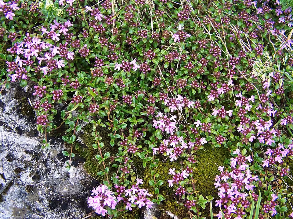 Touffe de thym en fleurs dans les Tatras, à Hala Upłaz.