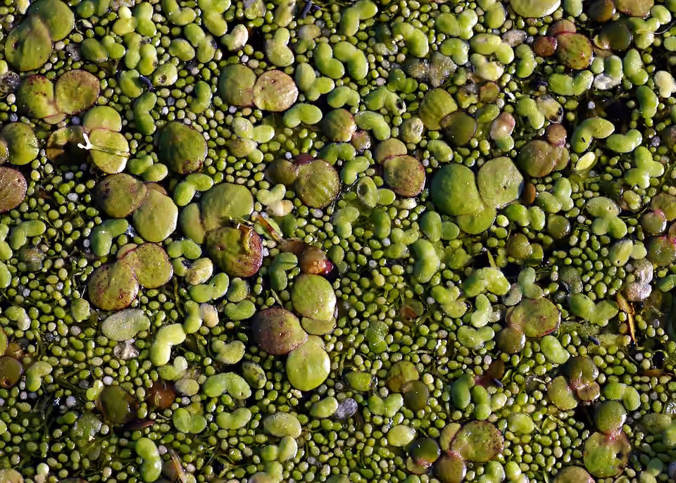 Lentilles d’eau de différentes tailles flottant à la surface d’une mare.