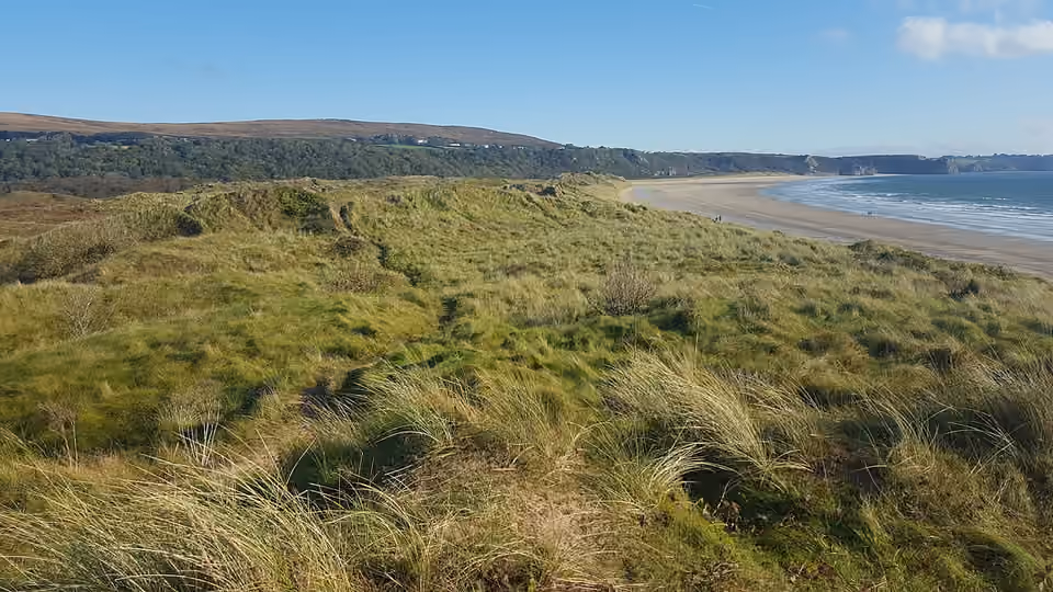 Oyat poussant dans les dunes de la baie d’Oxwich, au pays de Galles.