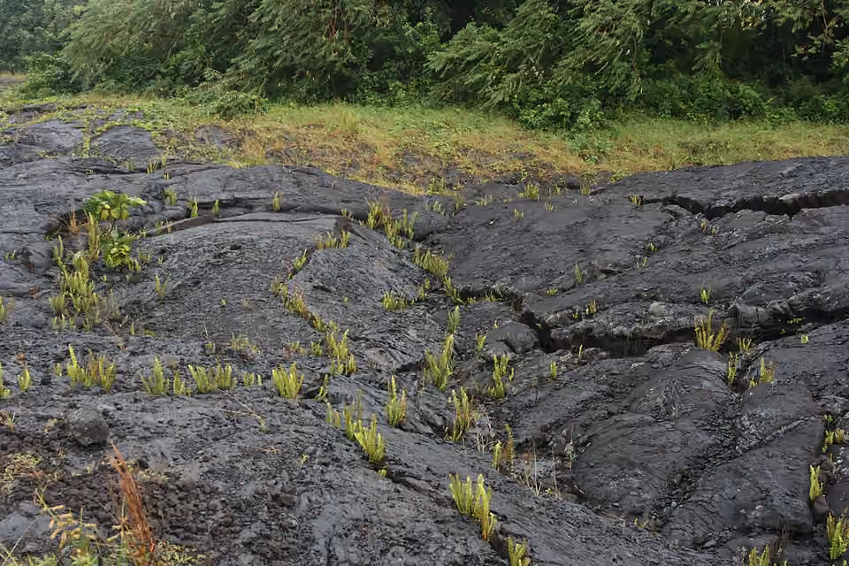 Petites plantes colonisant les fissures d’une coulée de lave à Hawaï.