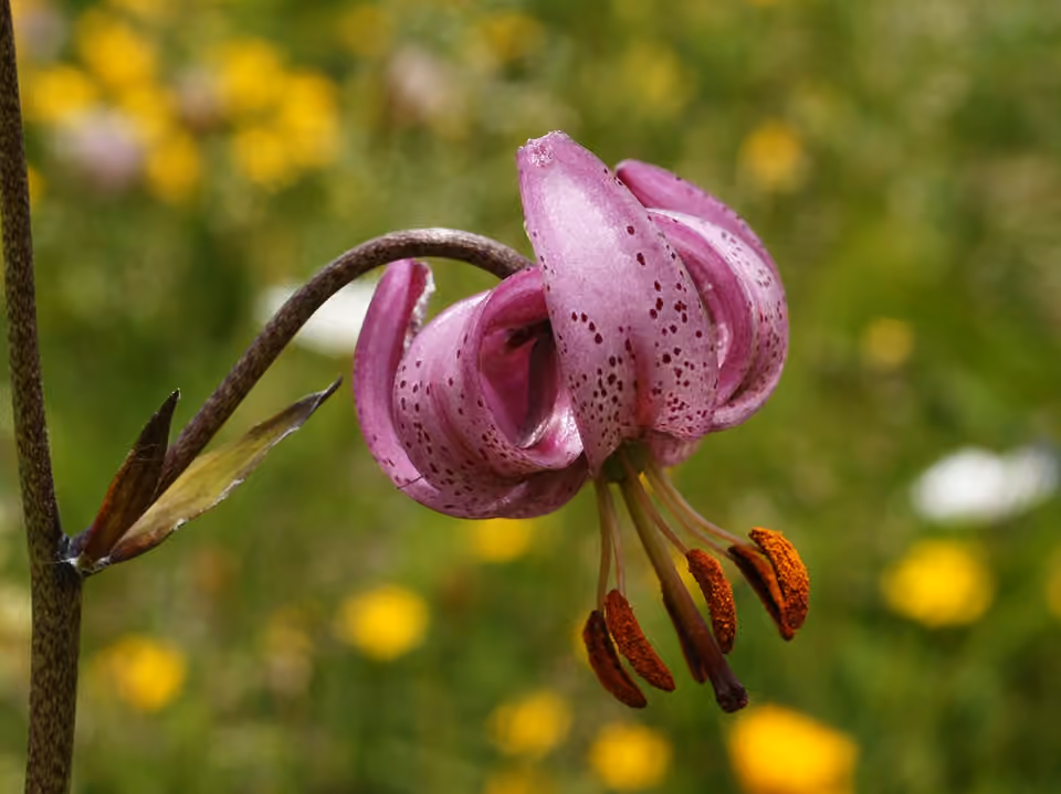 Lys martagon en fleur près du col du Grand-Saint-Bernard, du côté italien.