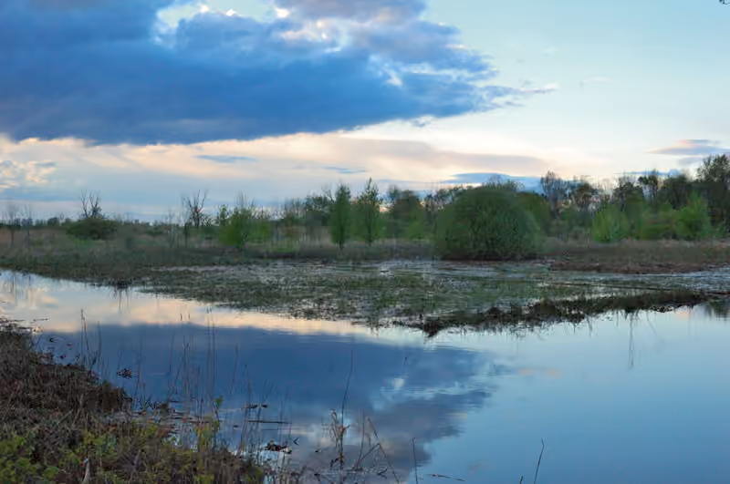 Prairie inondée près de Hohenau, en Basse-Autriche.