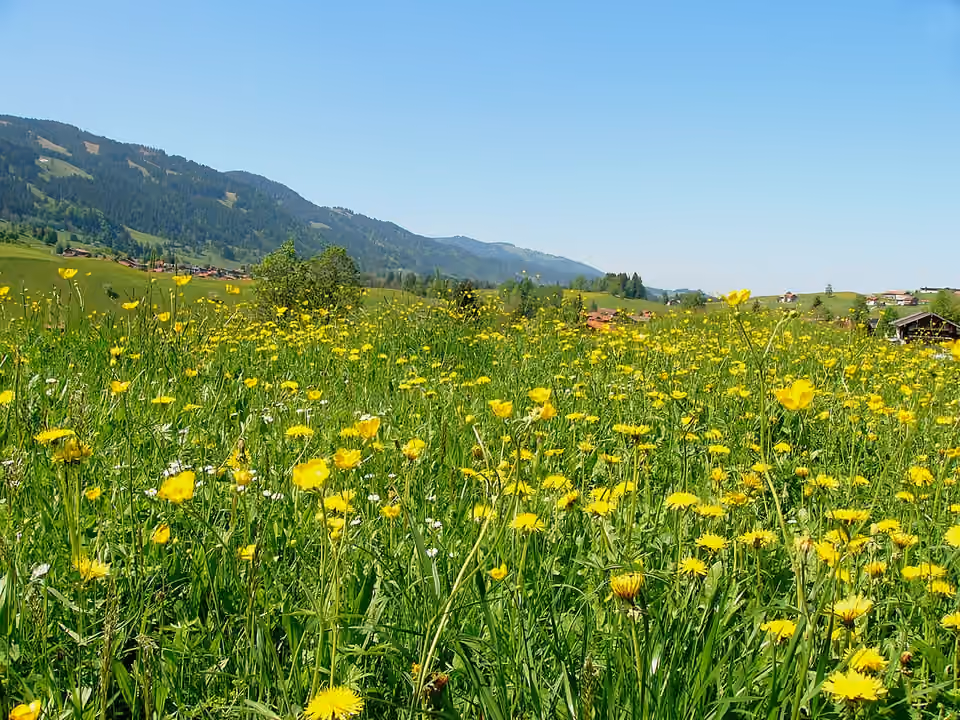 Prairie de fleurs sauvages près d’Obermaiselstein dans les Alpes bavaroises.