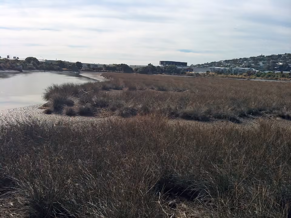 Marais salé de l’estuaire de la Heathcote à marée basse, en Nouvelle-Zélande.