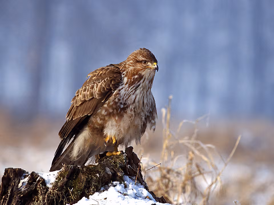 Buse variable montrant la silhouette d’un rapace diurne.