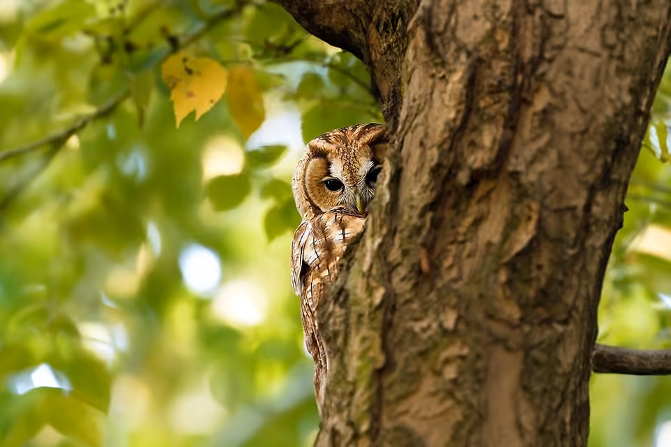 Chouette hulotte dans un arbre de la forêt urbaine de Neuss.