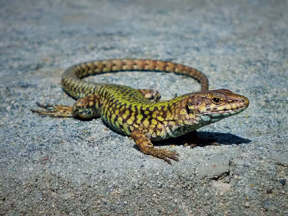 Lézard des murailles près de la rivière Entella.