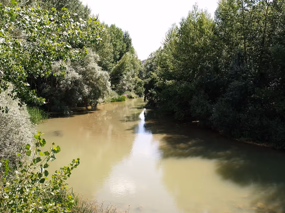 Rivière Pisuerga et végétation de ses berges à Astudillo, en Espagne.