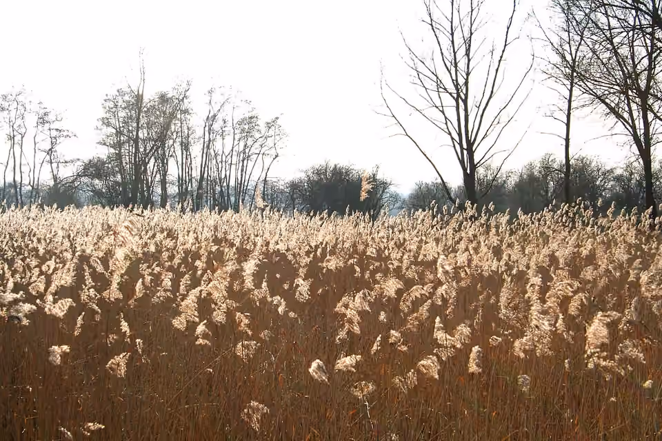 Roselière des marais d’Harchies, à l’ouest de la digue, en Belgique.