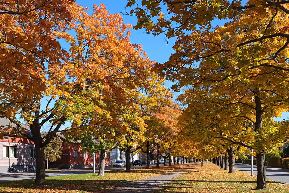 Arbres aux feuilles jaunes et rouges dans un parc de Pori en automne.