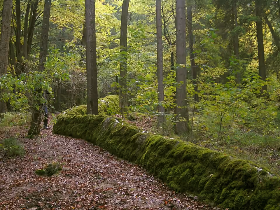 Petit cours d’eau déposant du calcaire près d’Obererasbach, dans l’Altmühltal.