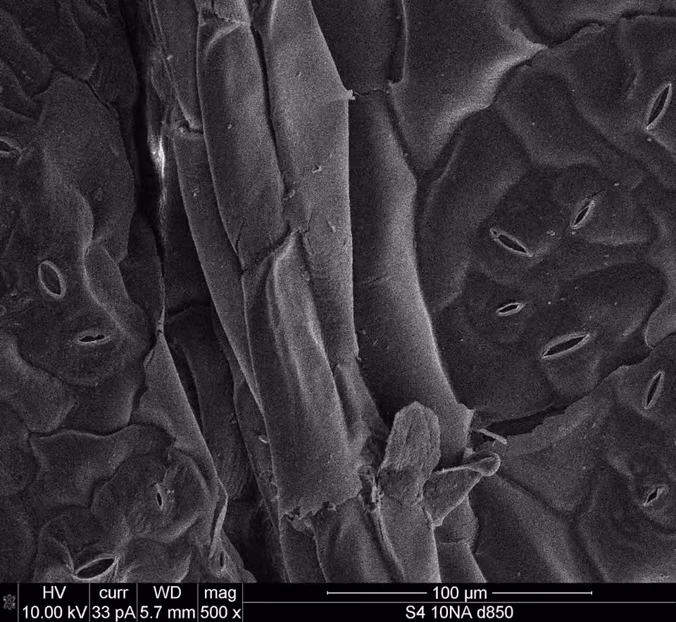 Micrographie électronique de l’épiderme d’une feuille de chou, avec des stomates visibles entre les cellules.