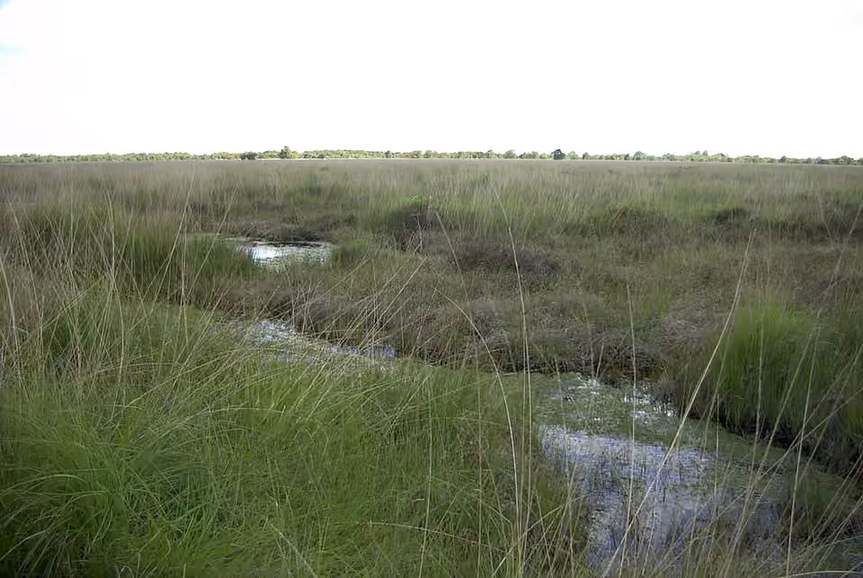 Étendue de tourbière haute dans la réserve de l’Ewiges Meer.