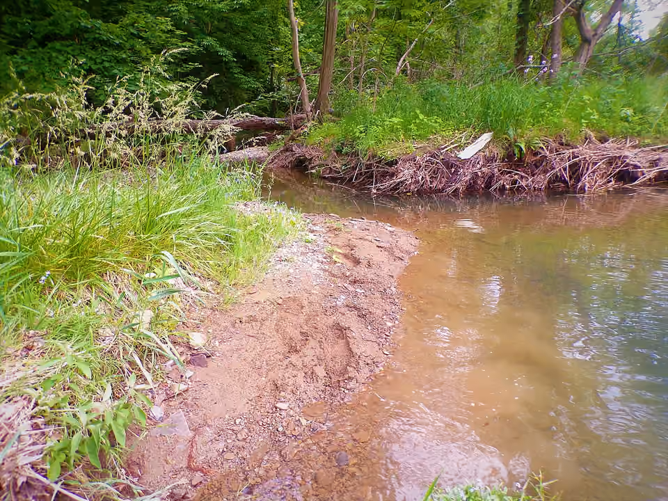 Zone humide tempérée aux sols saturés près d’un ruisseau en Pennsylvanie.