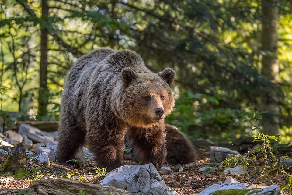 Ourse brune eurasiatique dans un milieu végétalisé en Slovénie.
