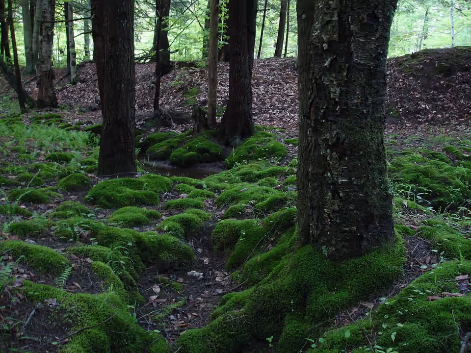 Tapis de mousses sur le sol d’un sous-bois à Tionesta.