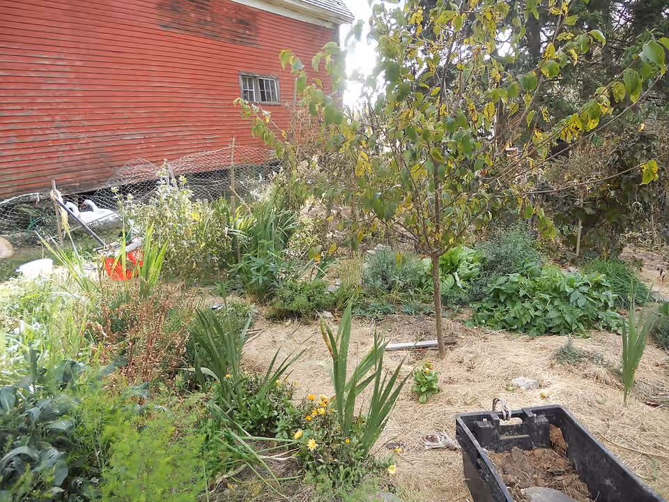 Jardin dont le sol entre les cultures est couvert d’un paillage de foin.