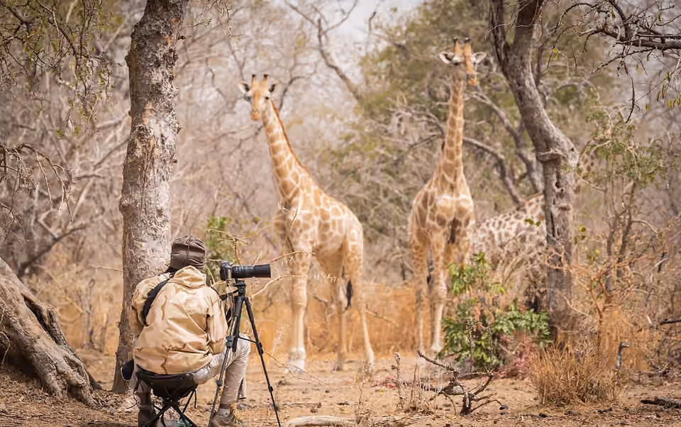 Une personne photographie une girafe avec un appareil sur trépied dans un parc animalier au Nigeria.